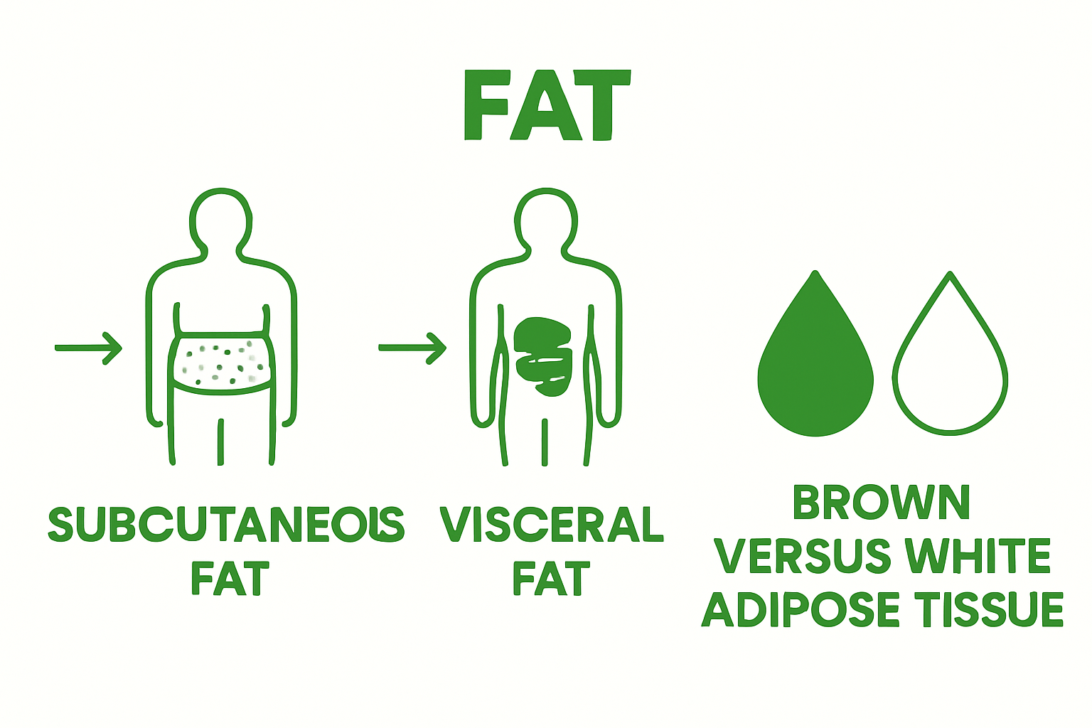 Infographic illustrating types of body fat in the human body