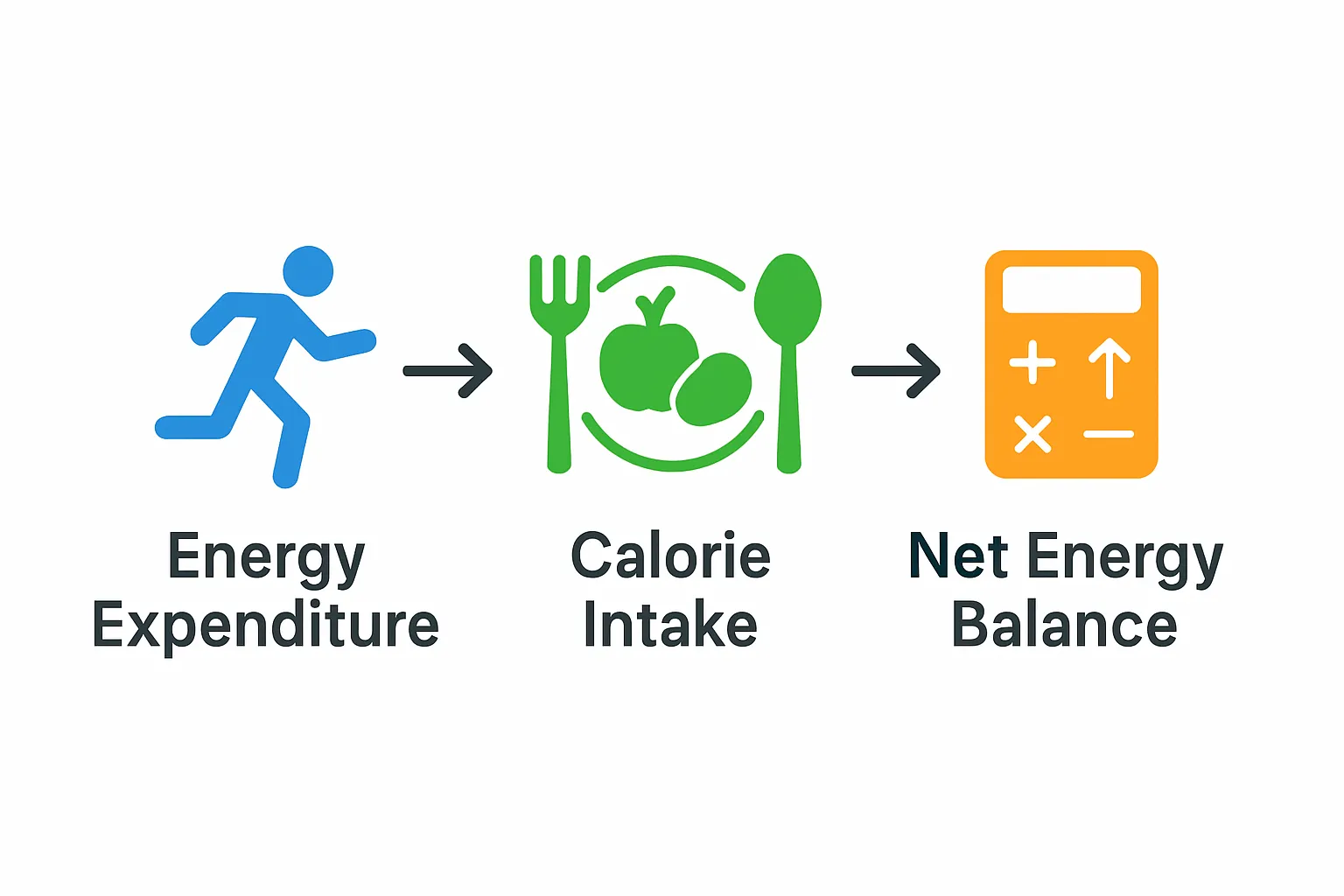 Simple comparison of energy expenditure vs intake