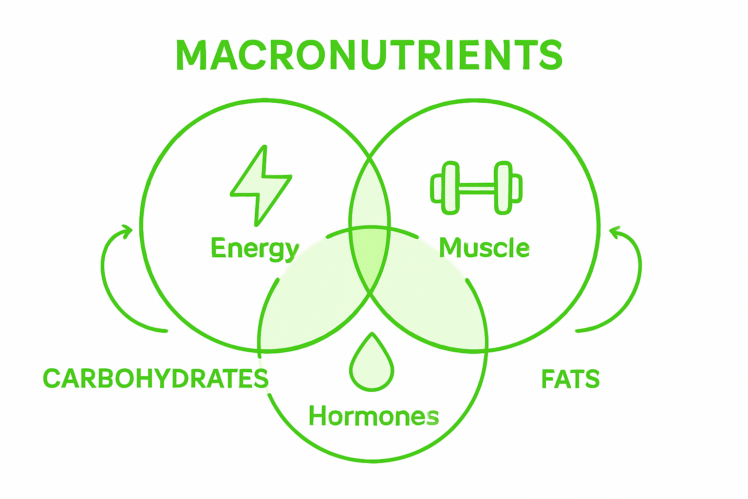 Why Count Macros: Personalized Nutrition Benefits 1 Infographic comparing macronutrient functions