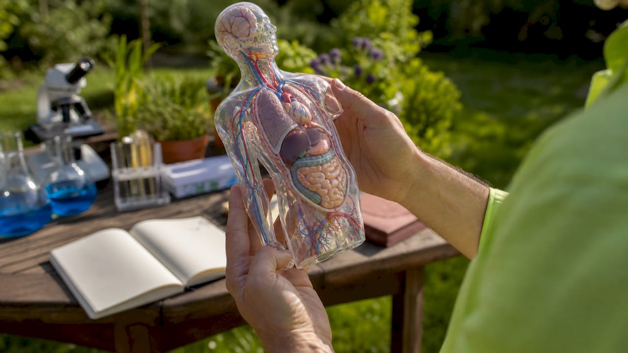 The Science of Metabolism: Energy, Weight, and You 1 Hands holding anatomical metabolic system model
