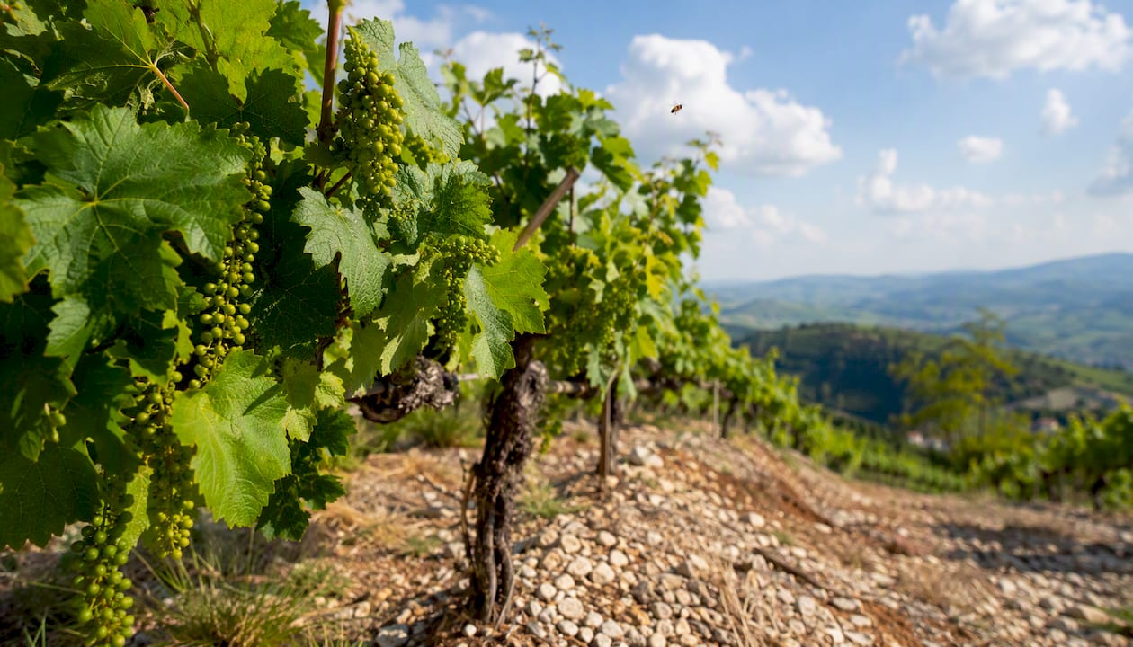 Colline della Valpolicella ricoperte di vigneti dai colori autunnali