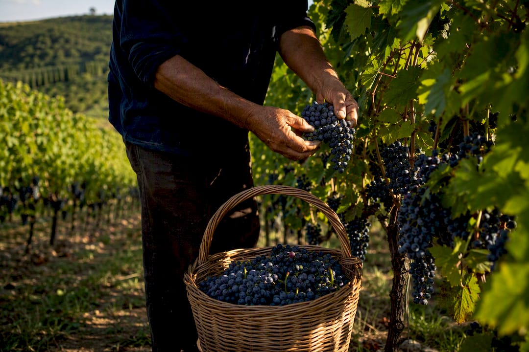 Mani esperte raccolgono i grappoli maturi tra i filari della Valpolicella.