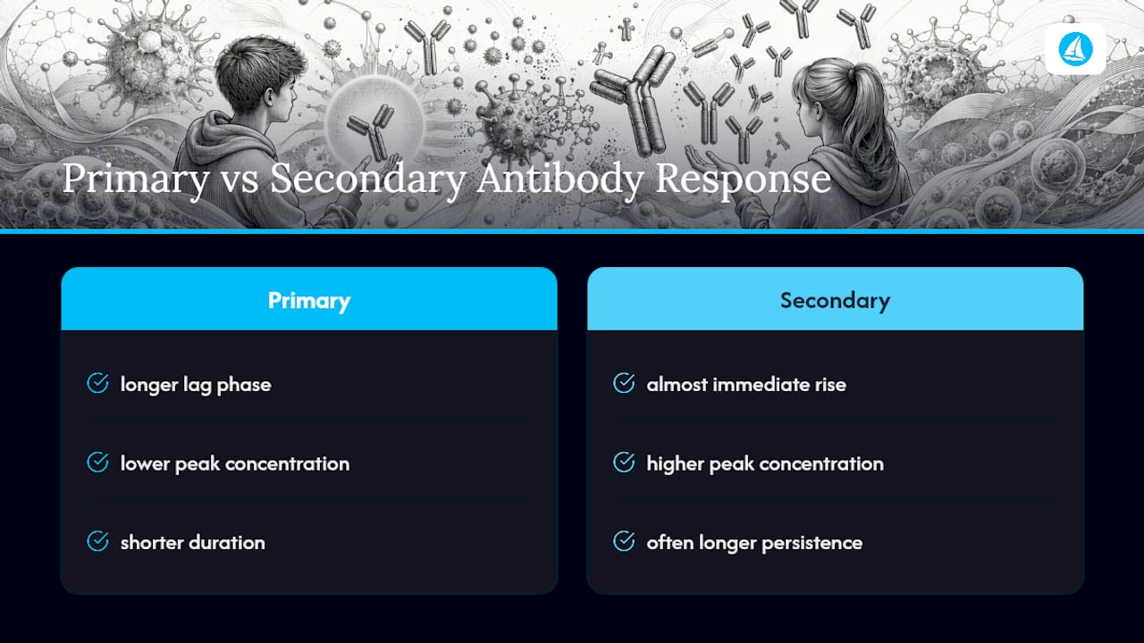 Graph comparing primary and secondary immune response