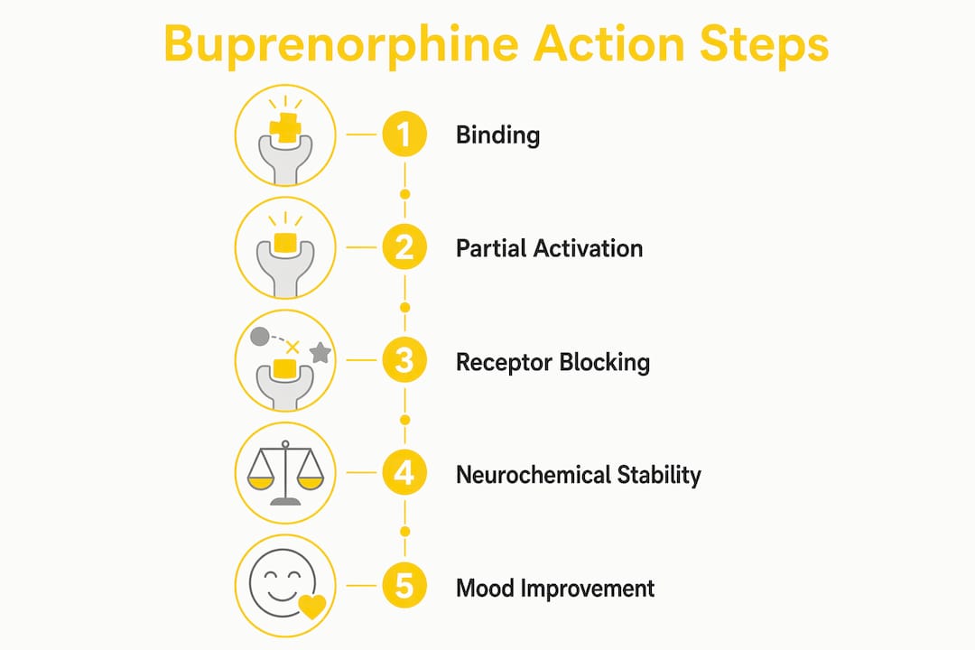Infographic showing steps of buprenorphine brain action