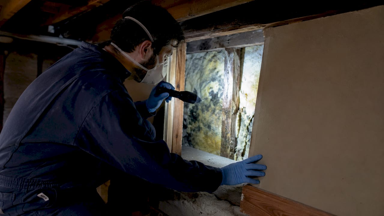 Technician inspecting mold behind wall panel