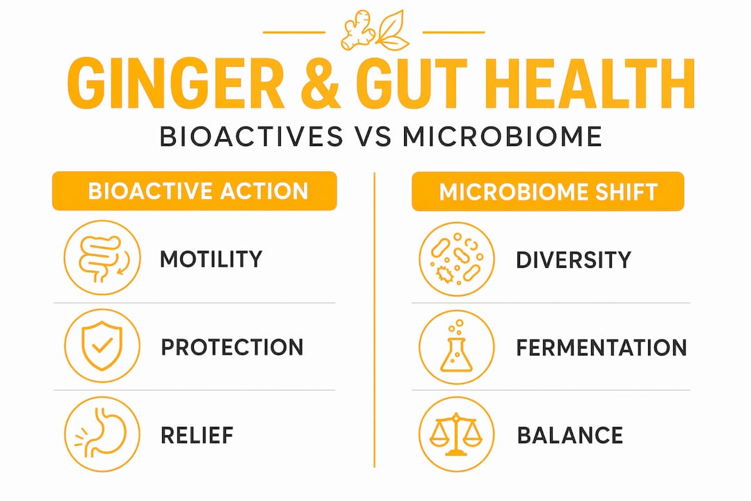 Infographic comparing ginger actions and microbiome shift
