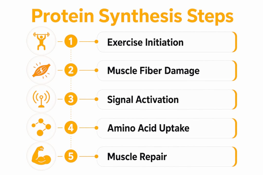 Infographic illustrating protein synthesis steps in muscle recovery