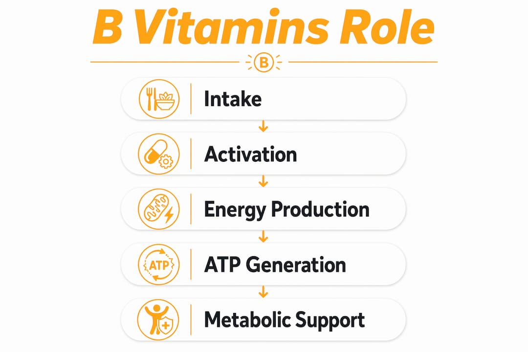 Infographic illustrating B vitamins functions in energy metabolism