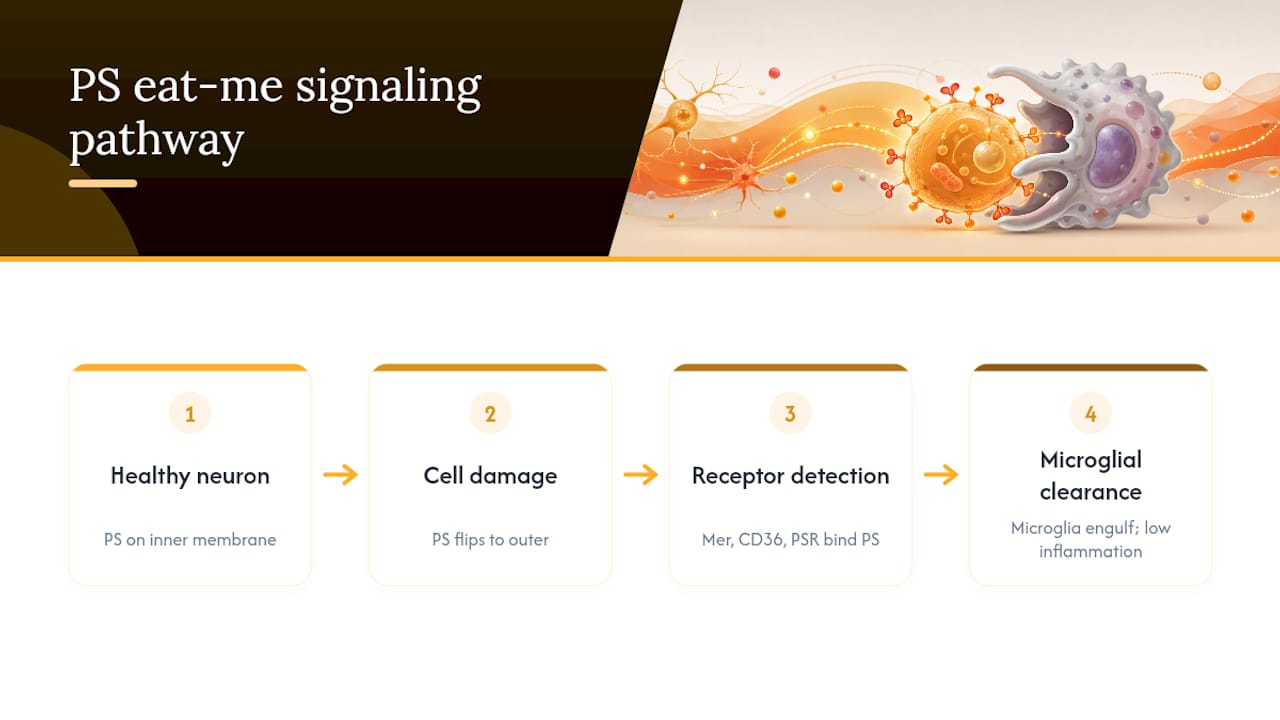 Phosphatidylserine externalization and microglial cleanup pathway