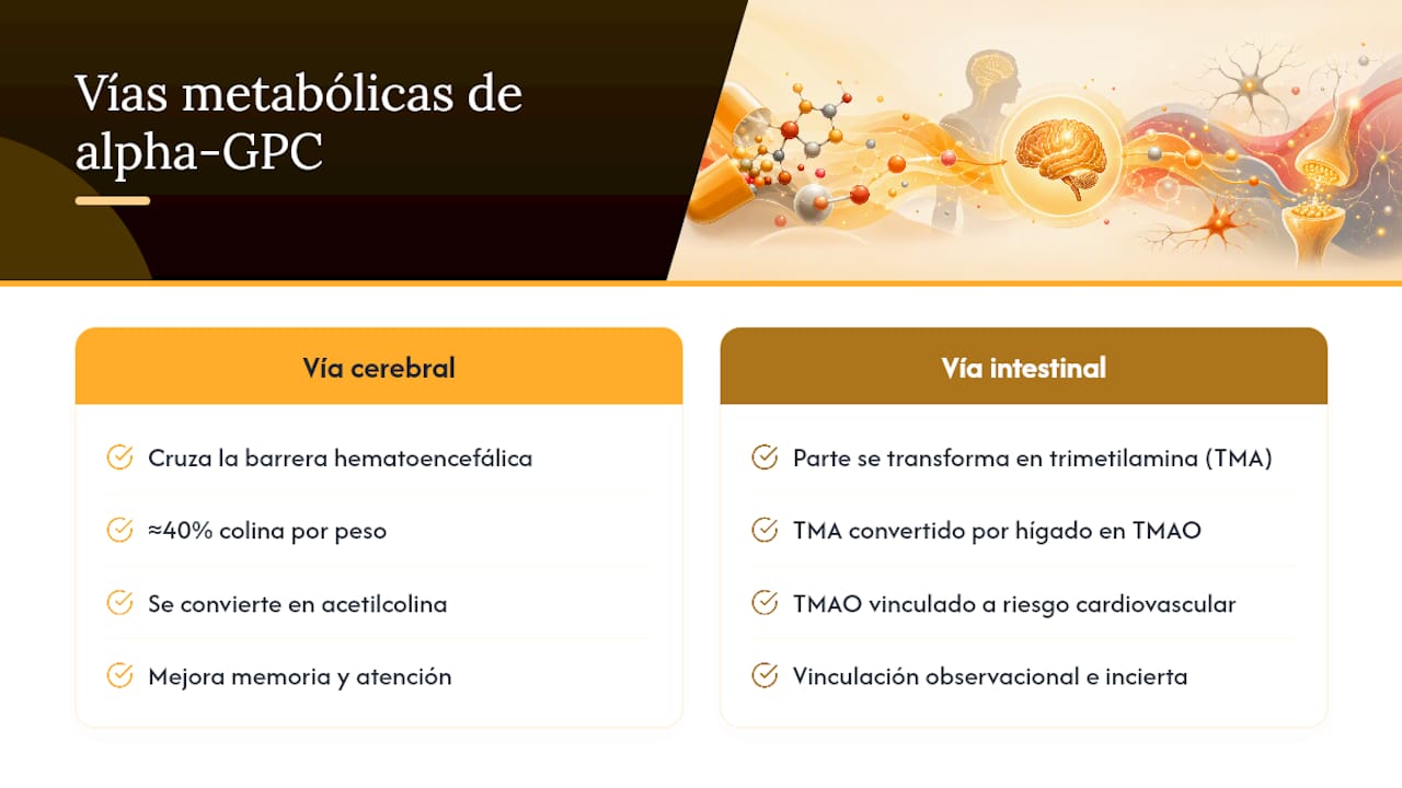 Rutas de colina, acetilcolina y TMAO