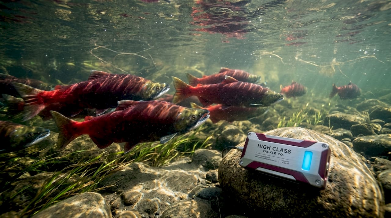 Salmon swimming upstream in clear river underwater