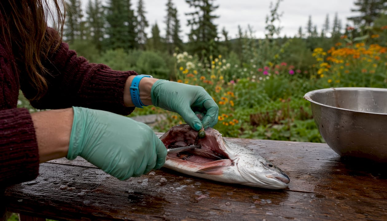 Close-up of hands cutting fish gallbladder
