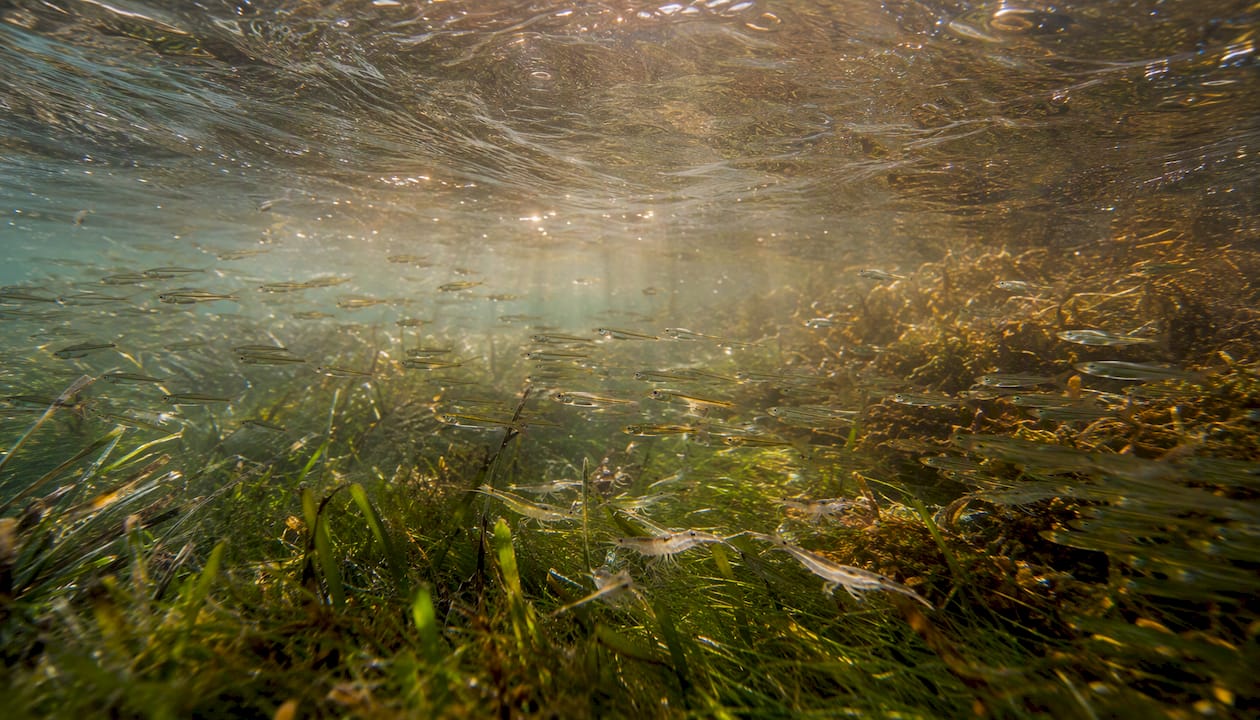 Underwater tidal current with baitfish and oxygen bubbles