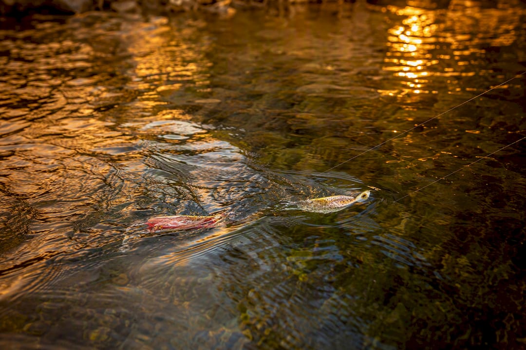 Dodger and flasher lures moving distinctively underwater