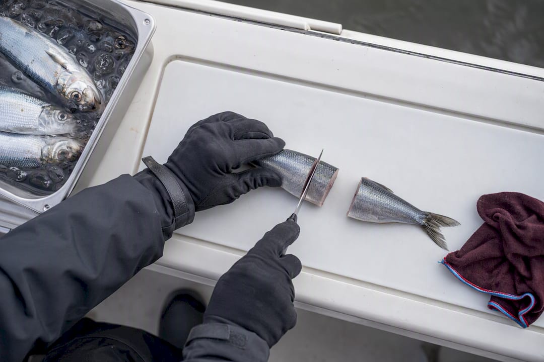 Angler re-cutting herring for trolling
