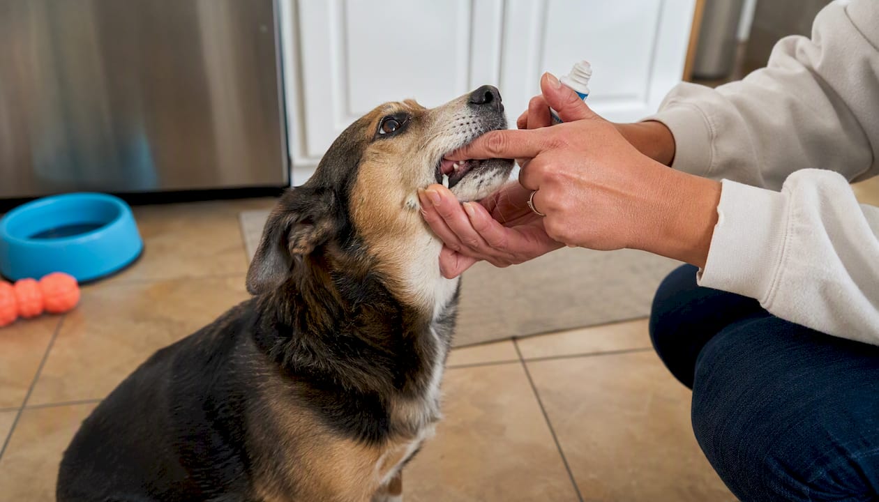 Gentle gum rubbing for dog dental training