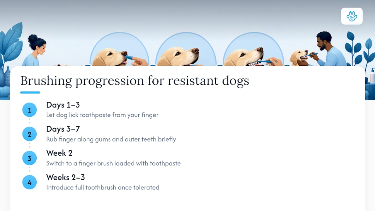 Step-by-step dog dental training process