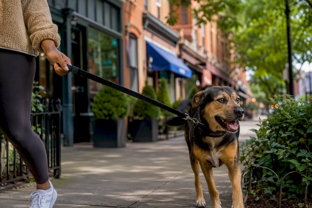 Dog walker holding leash in Chicago street