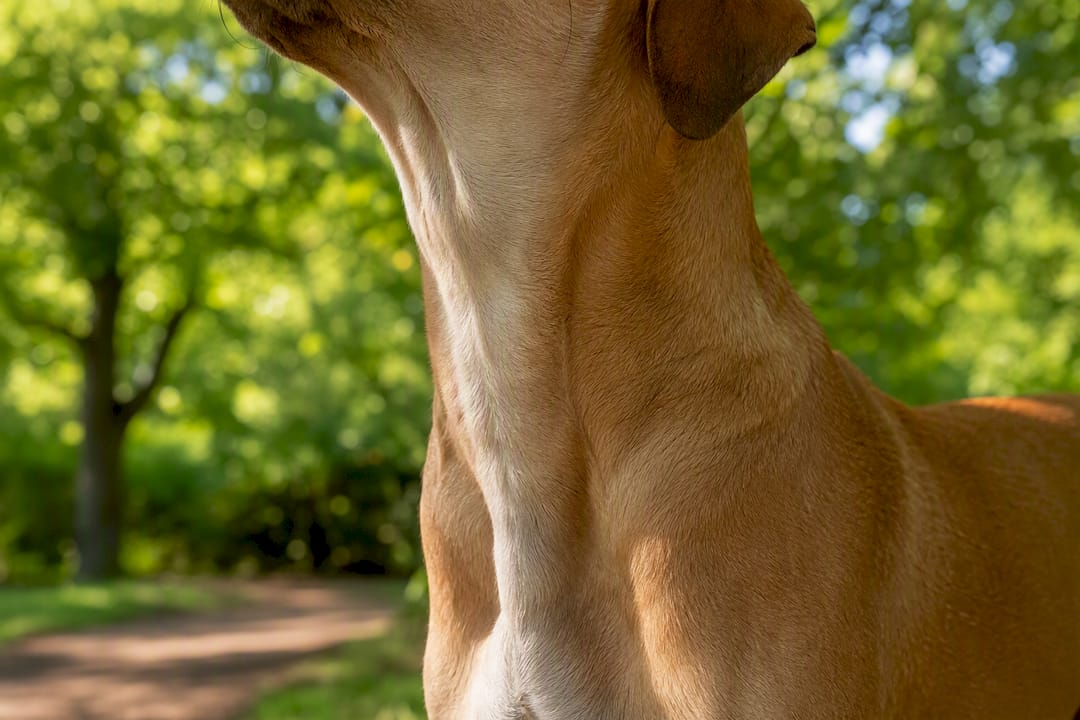 Close-up of dog's neck anatomy outdoors