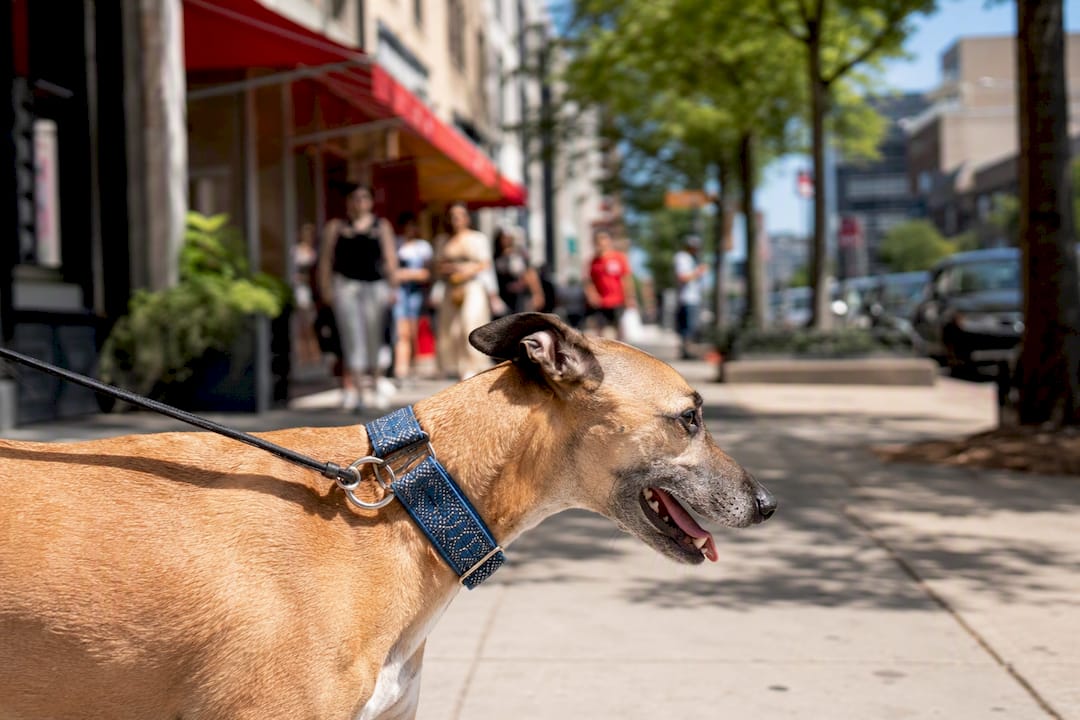 Dog wearing martingale collar on walk