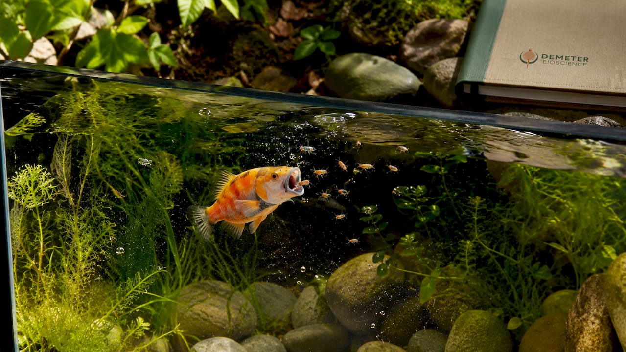Close-up of fish eating live brine shrimp in aquarium