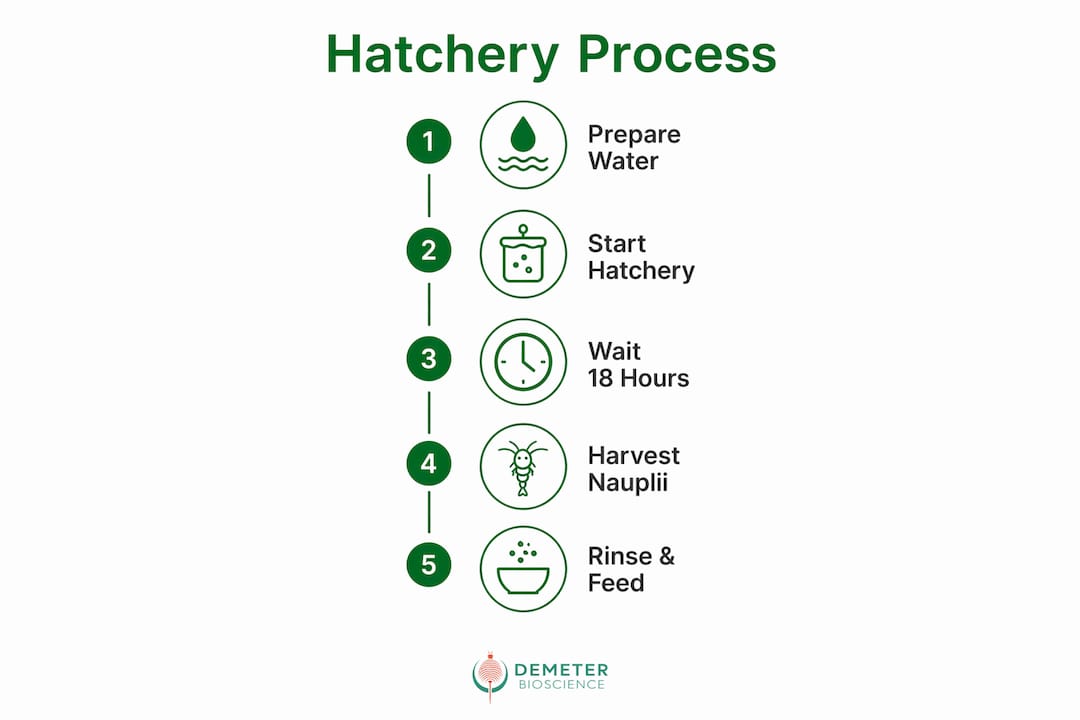 Infographic illustrating brine shrimp hatchery steps