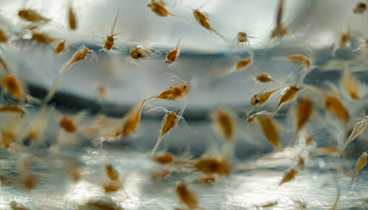 Live Artemia nauplii swimming in tank