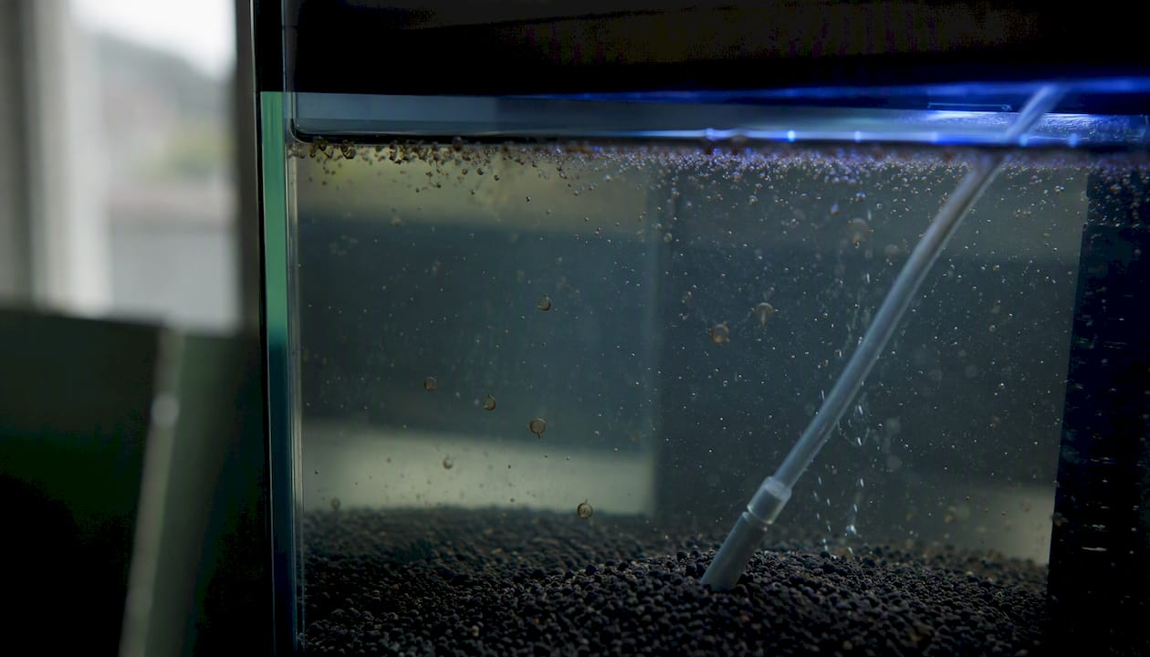 Light attracts Artemia nauplii during harvesting