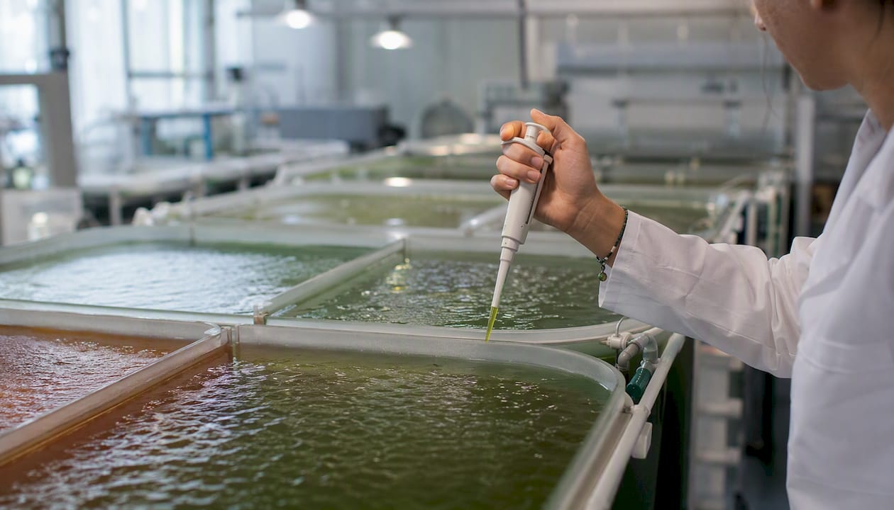 Technician managing multiple algae culture tanks