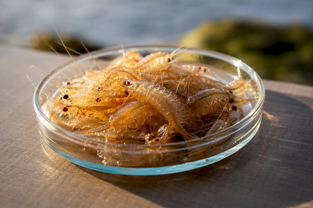 Close-up of farmed live brine shrimp on white dish
