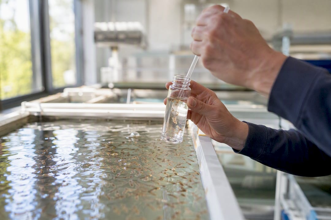 Hands sampling water from brine shrimp tank in lab
