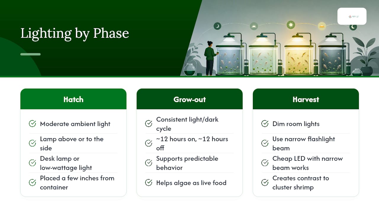 Three-stage brine shrimp lighting and harvest cycle