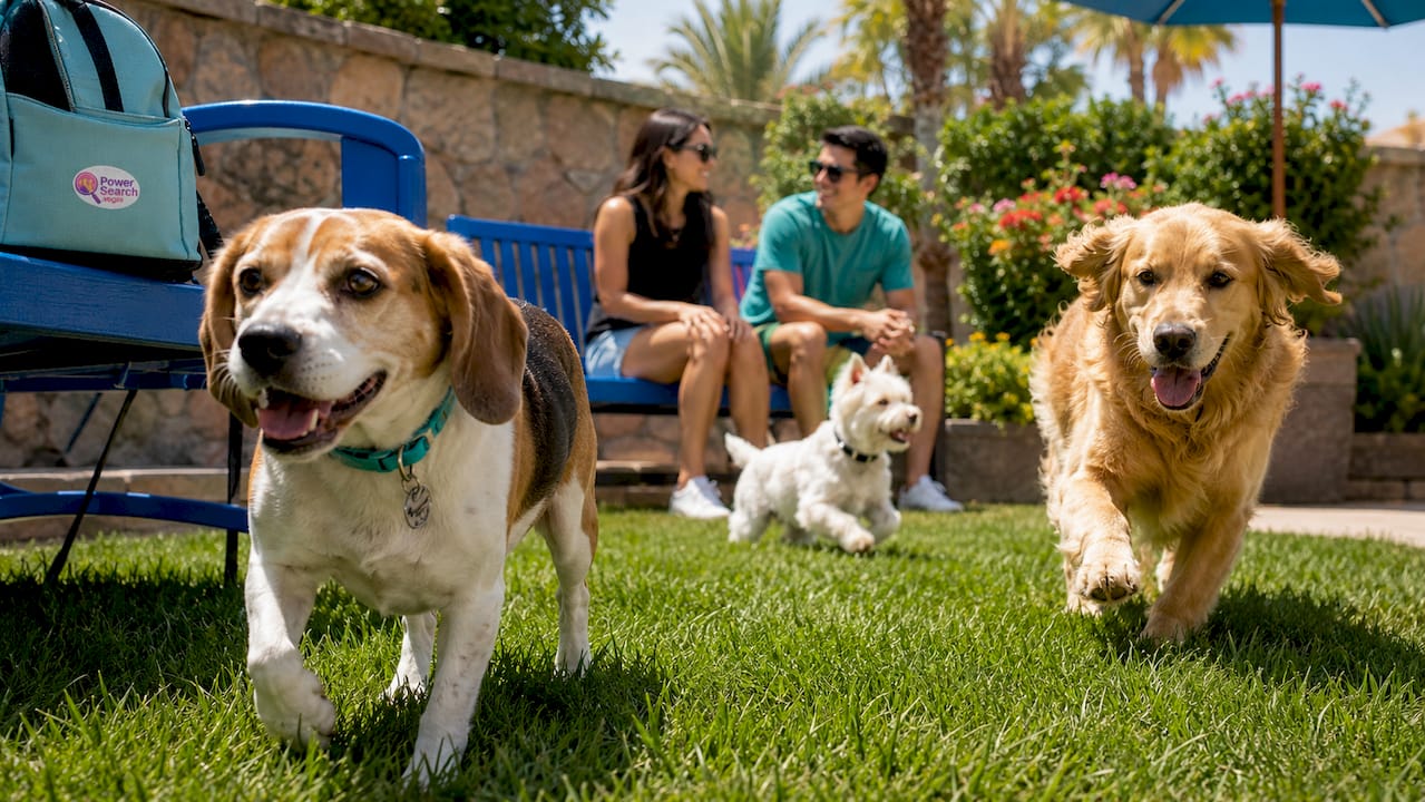 Outdoor natural grass pet relief area at resort