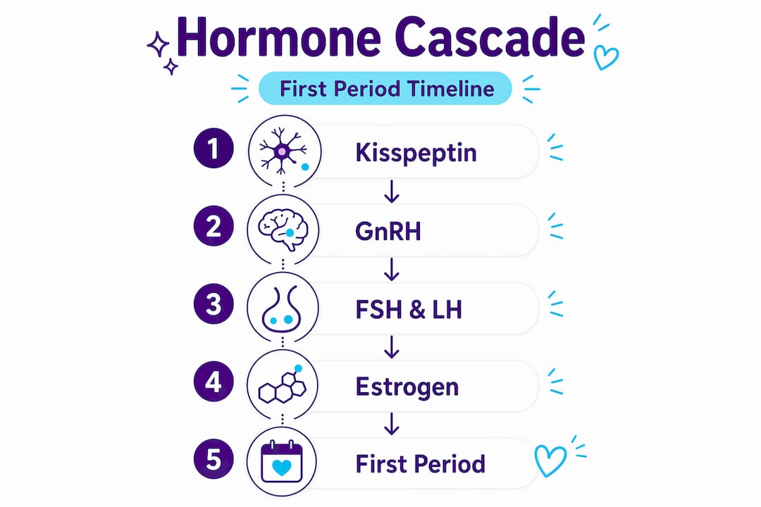 Hormone cascade vertical flow infographic