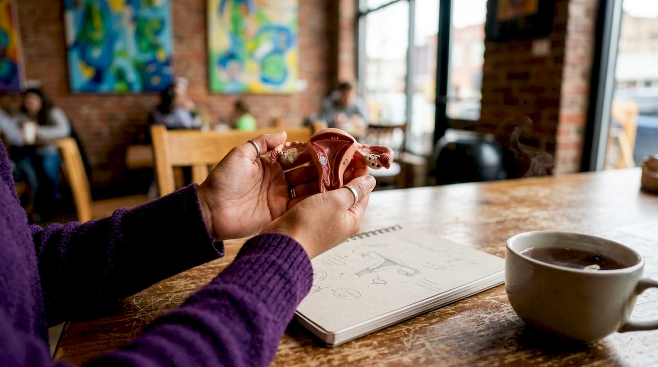 Hands holding female reproductive system model