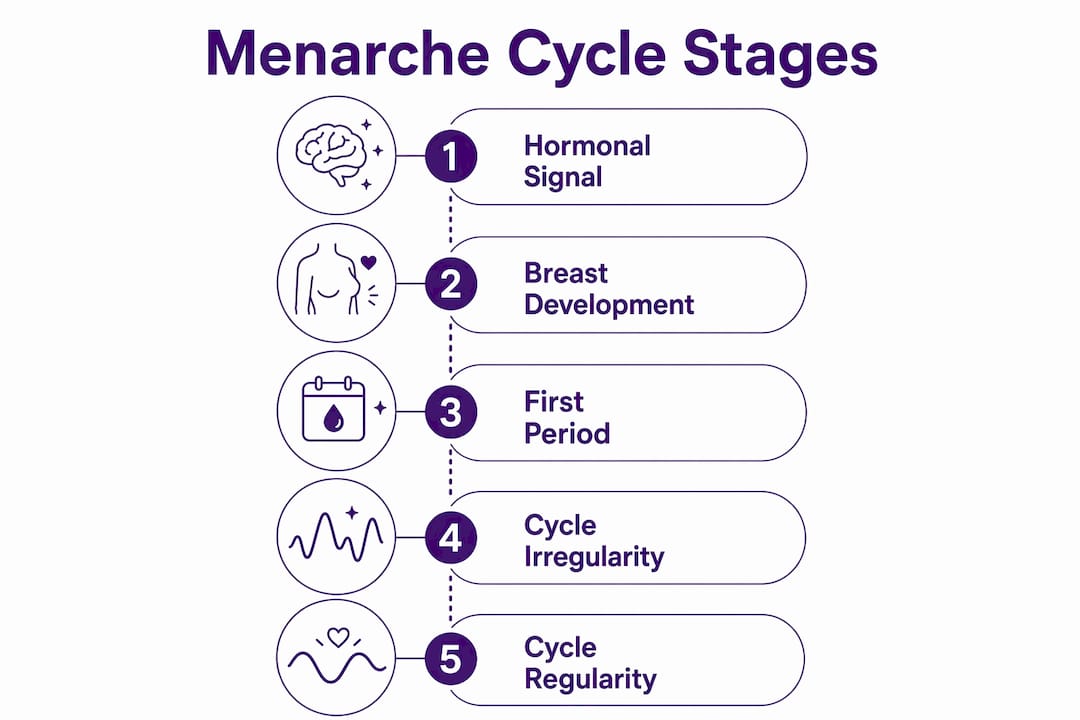 Infographic illustrating stages of menarche and cycle development