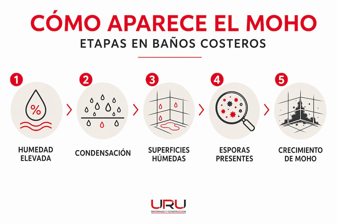 Infografía sobre las fases del moho en baños cerca del mar