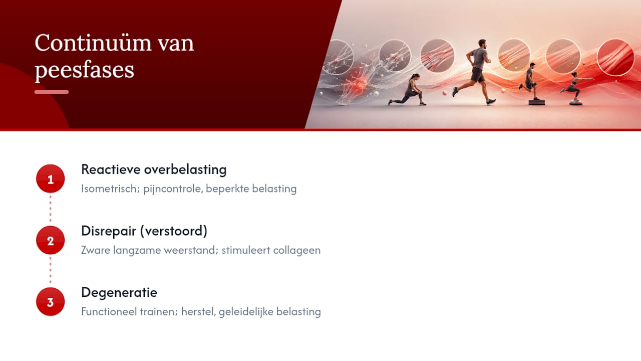 Overzicht van de verschillende fasen van de pees en bijbehorende manieren van belasten