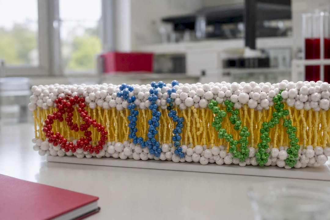 Model van celmembranen met lipidemoleculen
