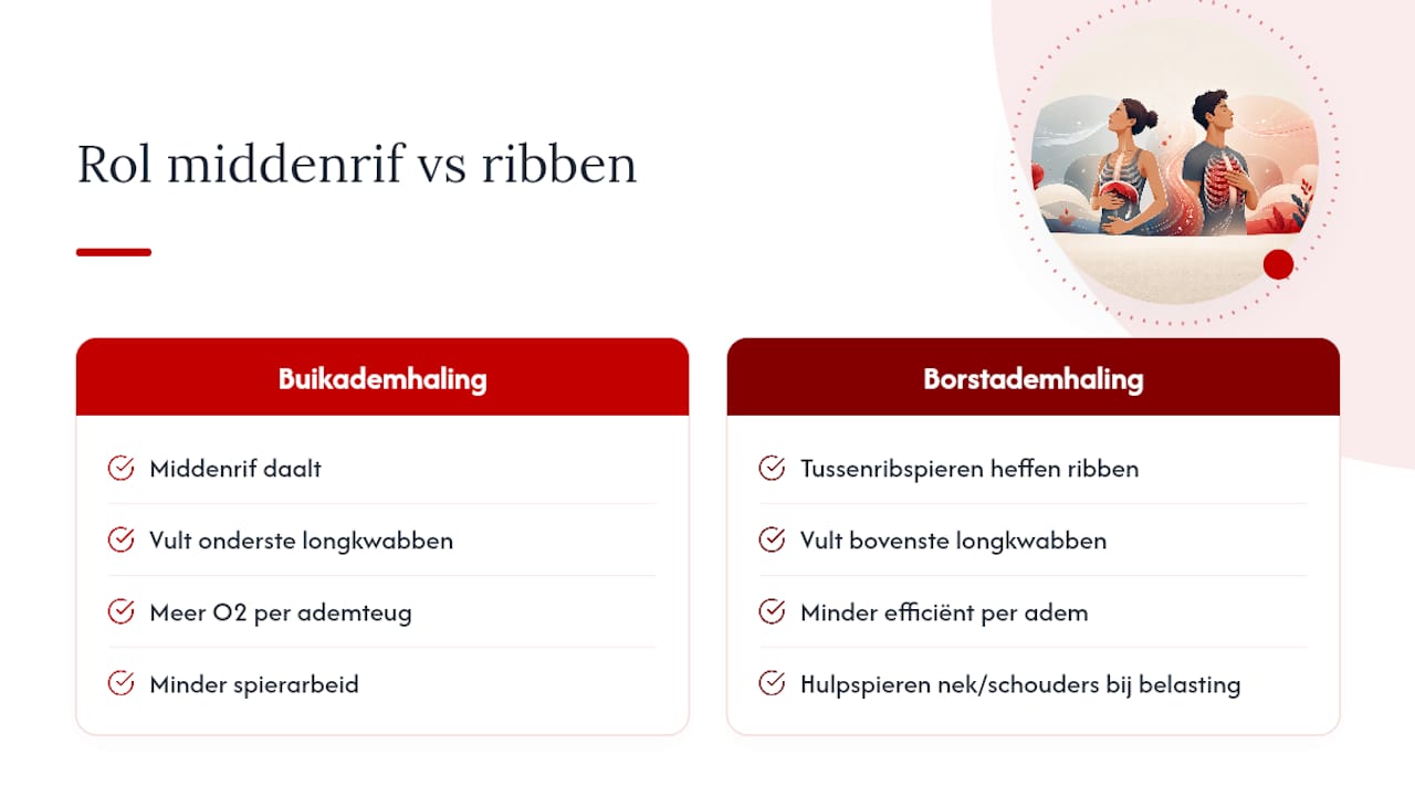 Wat doen het middenrif en de ribben precies? — overview diagram