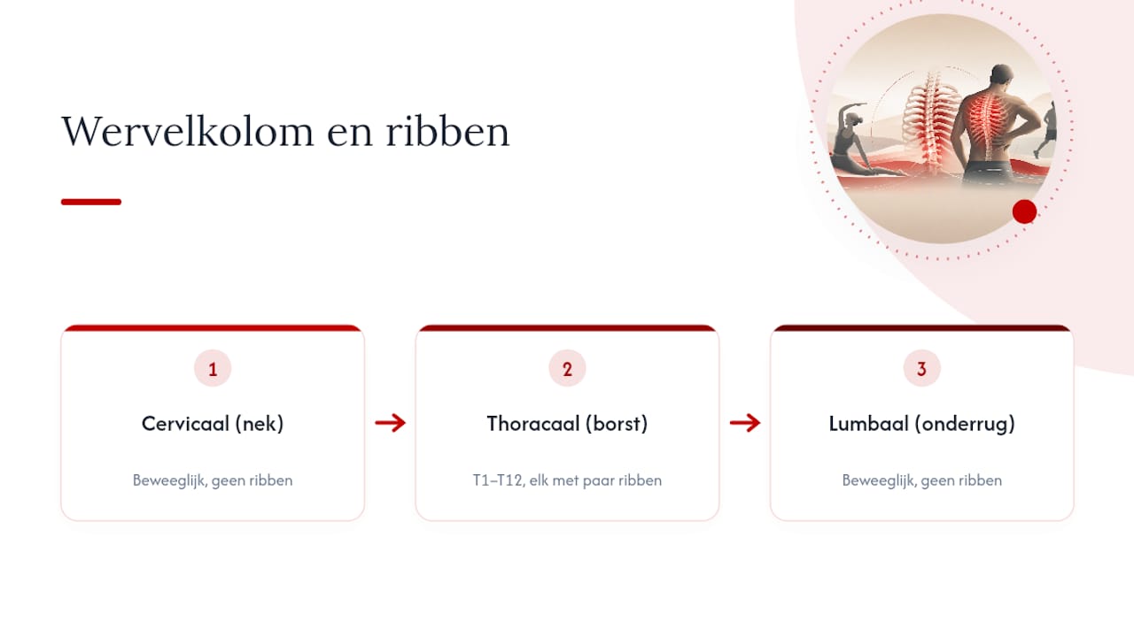 Anatomie van de borstwervels en ribben