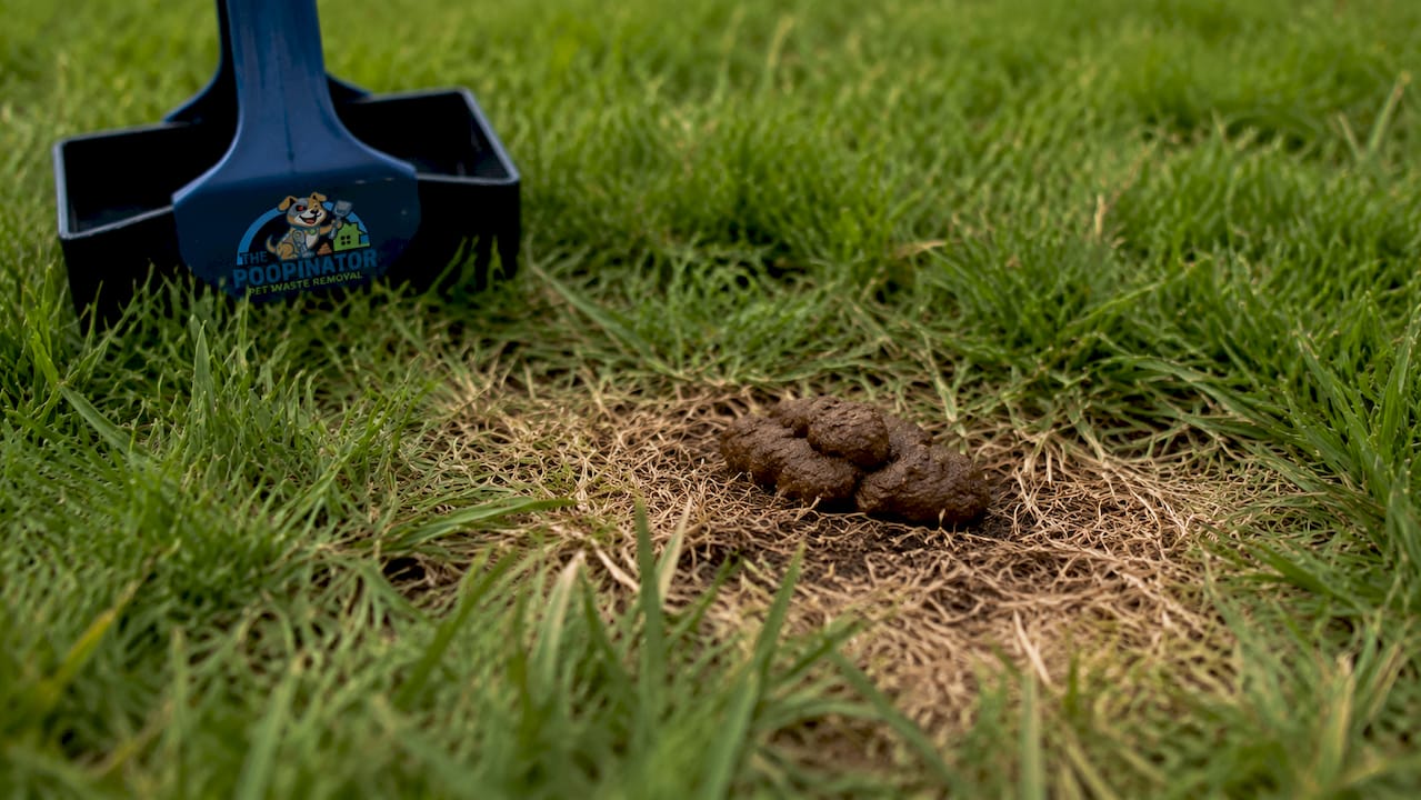 Close-up of dog poop causing brown patch on grass