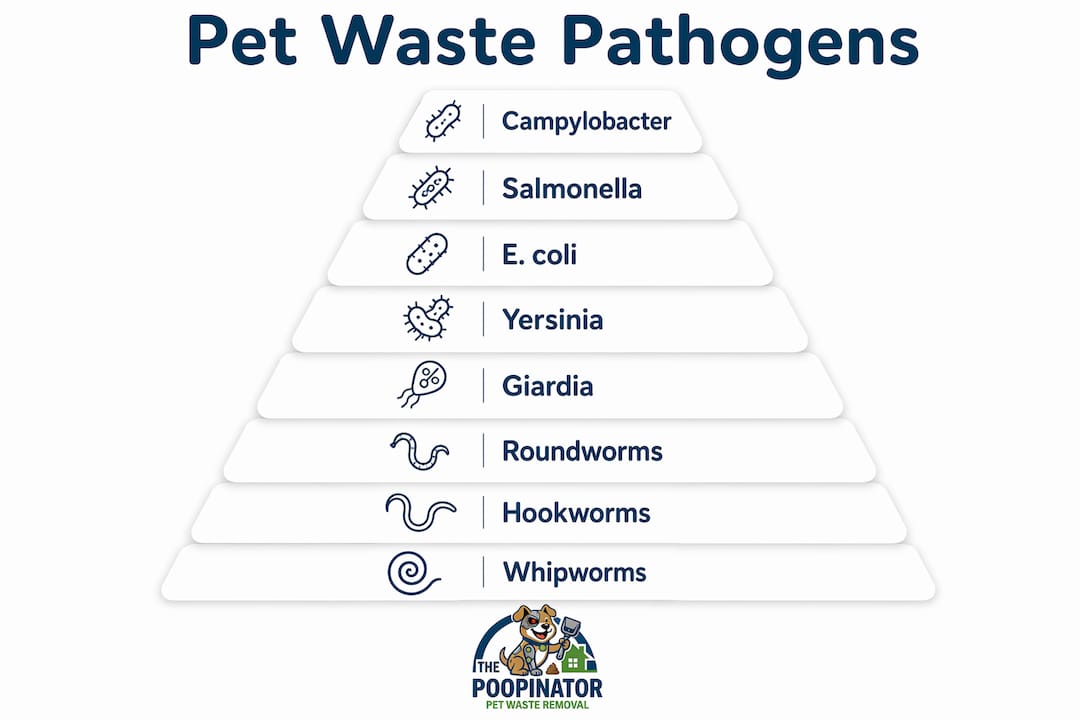 Infographic showing main pet waste pathogens hierarchy