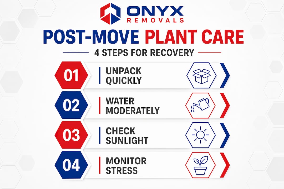 Steps for post-move houseplant recovery care