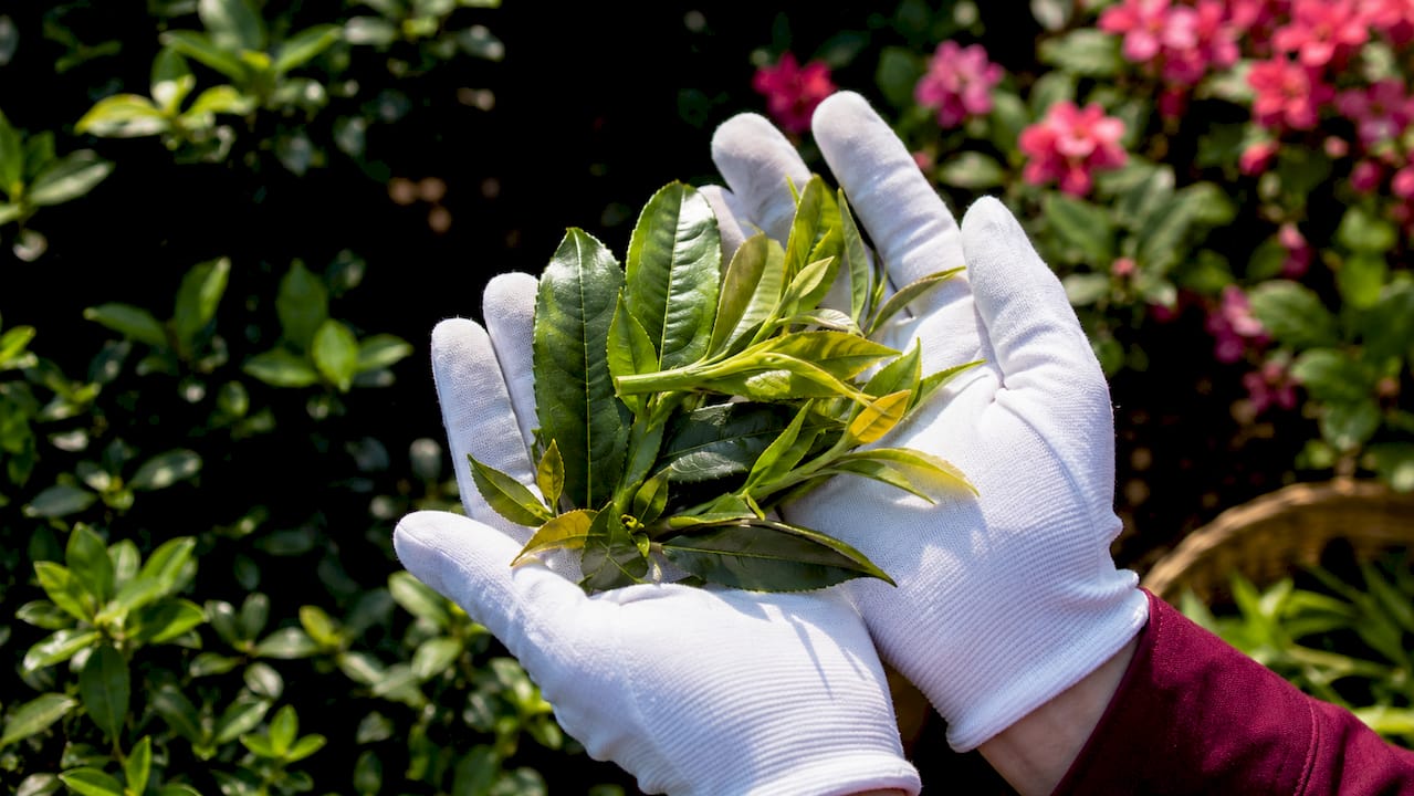 Close-up hands holding heirloom tea leaves in greenhouse