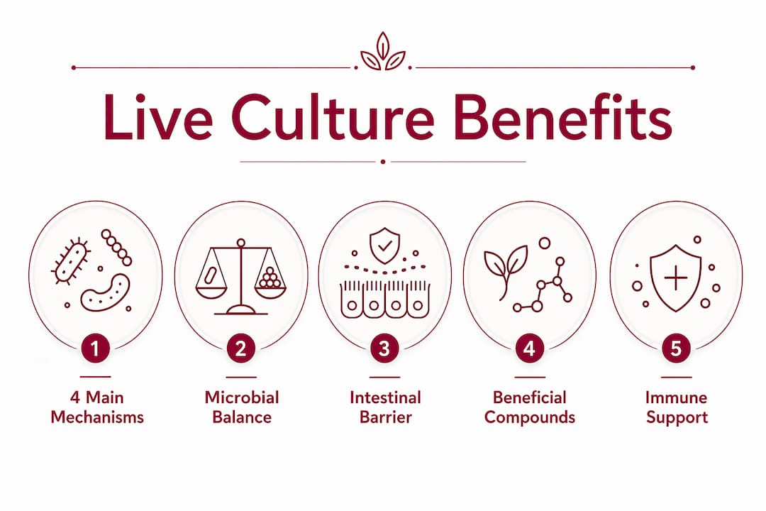 Infographic showing health benefits of live culture beverages