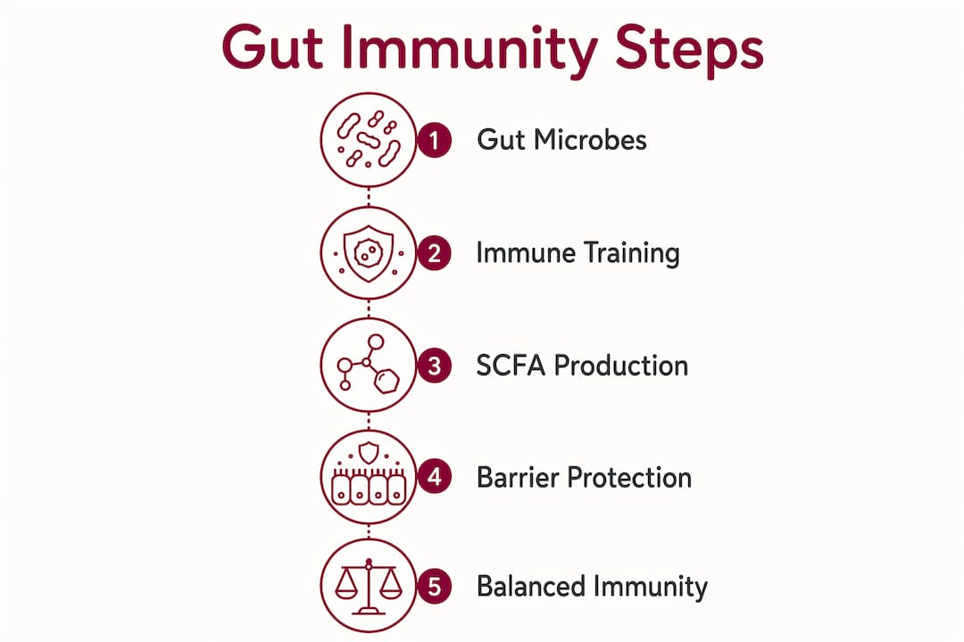 Infographic illustrating gut immunity process steps