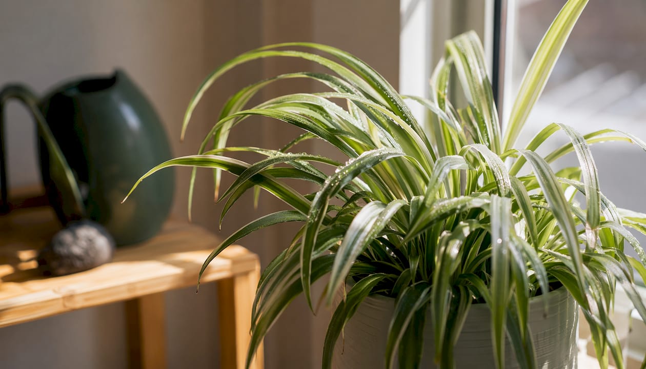 Calathea leaves glowing in morning sunlight indoors