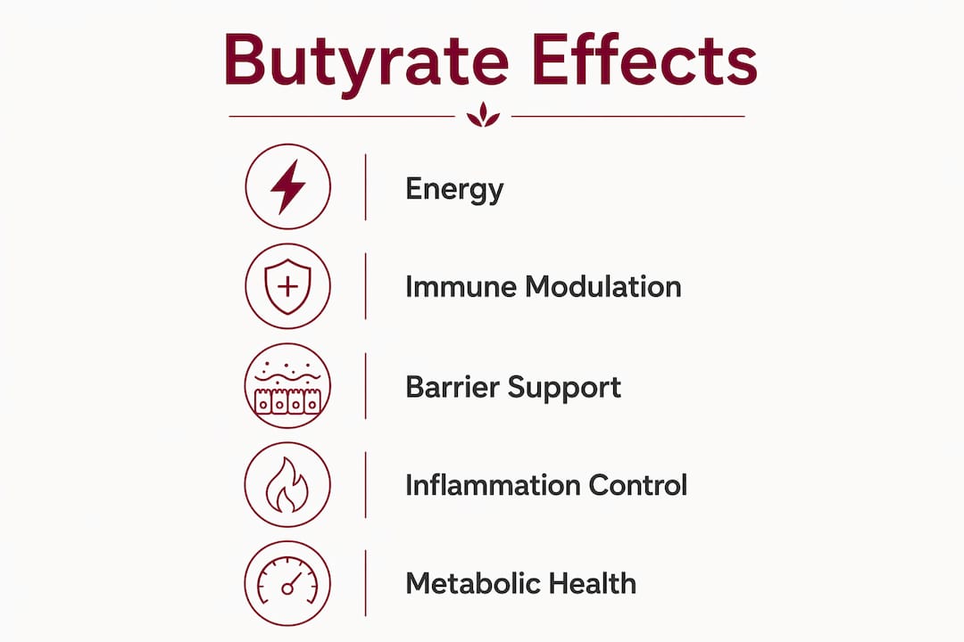 Infographic illustrating butyrate benefits