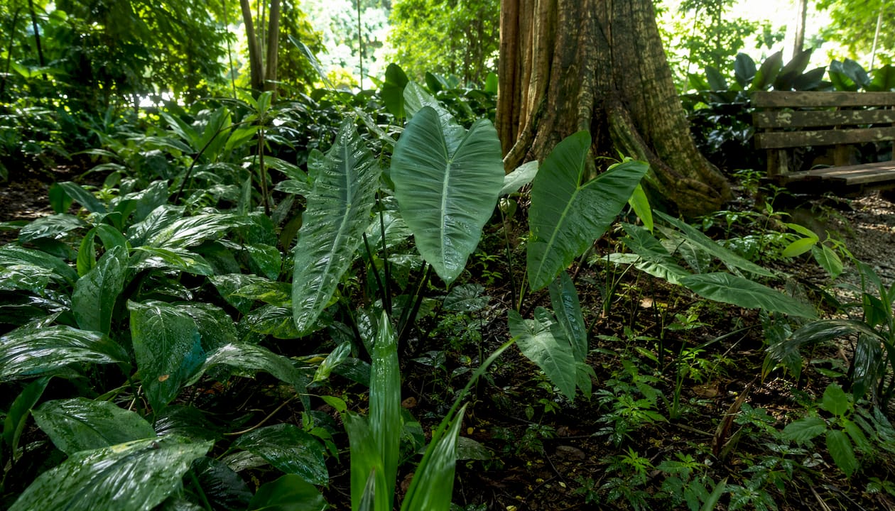 Lush native shade plants in Singapore garden